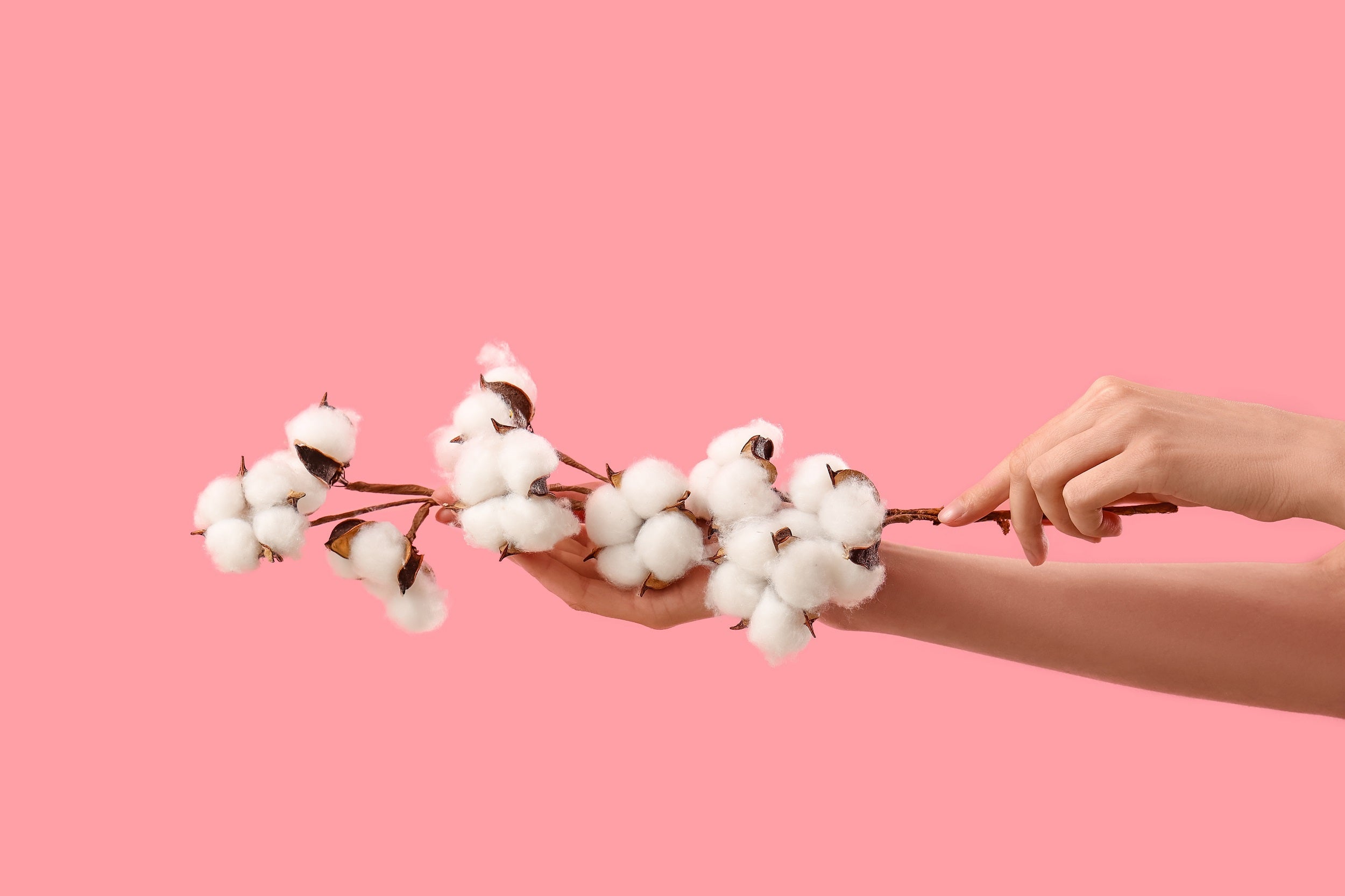 Woman holding cotton branch